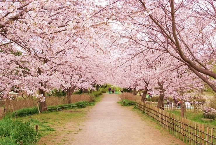 お花見するならここ 千葉 船橋 市川 習志野 鎌ケ谷の 桜 特集 23年 まいぷれ 千葉市 お花見するならここ 千葉 船橋 市川 習志野 鎌ケ谷の 桜 特集 23年 まいぷれ 千葉市