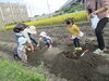 見えてきたよ~！真っ赤なお芋‼「今日は、SP企画「お芋ほりに行こう！」がありました♪」