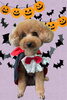 「Dog salon mofu mofu　余市町」
