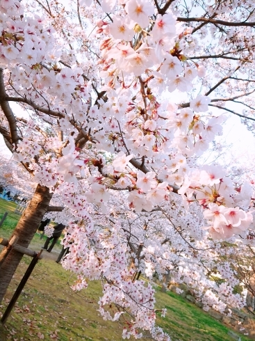 和歌山城の桜(今年ではありません)「和歌山でお花見するならココ！おすすめスポット紹介」