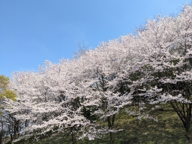 「【西条市小松町大頭】石根ふれあい公園の桜が満開でした♪」