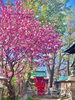 満開の八重桜「Good morning Otaru! ◎ 小樽の古民家ゲストハウスより」