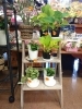 「【はなやHOK皆生店】観葉植物がお得です！」