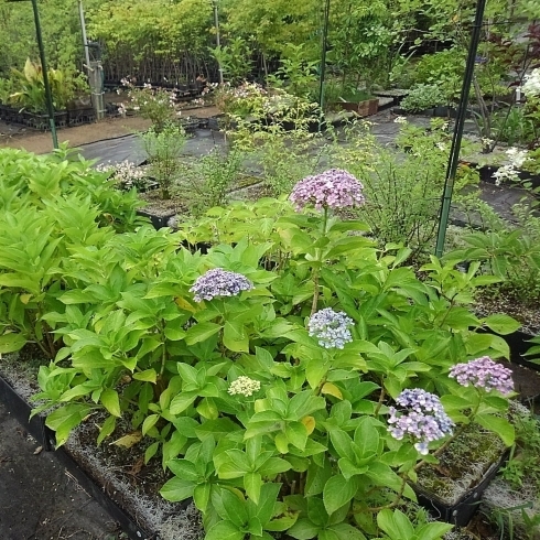 「株式会社埼玉植物園【まいぷれ掲載店のご紹介】」