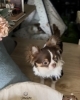 看板犬のカタナくん「毎週木曜日定休日✨」