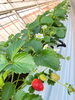 「『出荷しまーす🍓』」
