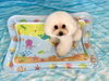 ぽむちゃん「波とわんこ🌊」