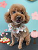 「Dog salon mofu mofu 余市町」