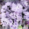 ラベンダーカラーの菊「【はなやホック皆生店】春の花々」