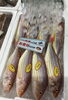 「魚魚市場鮮魚コーナーおすすめは「アジ」です♪」