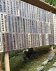 「京都 電電宮にて開催された“電電宮大祭”に出席しました⛩️✨」