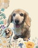 「Dog salon mofu mofu　余市町」