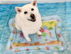 モフモフちゃん「波とわんこ🌊　白い波編　笑」