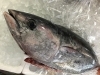 「魚魚市場鮮魚コーナーおすすめは「ヨコスジフエダイ」です♪」