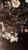夜桜③「今さらナンですが、今年のサクラ」