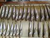 「📣本日のお魚情報🐟」