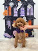 モコちゃん「Happy Halloween 2026🎃」