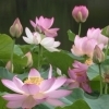 オオガハス（千葉公園）