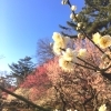 【横浜市港北区のお花見スポット】大倉山公園・梅林