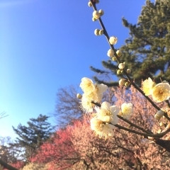 【横浜市港北区のお花見スポット】大倉山公園・梅林