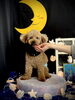 シュンくん「お月さまとわんこ🌛」