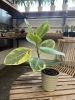 観葉植物 入荷情報 江戸川区松島 新小岩 | VIVID STOREHOUSEの