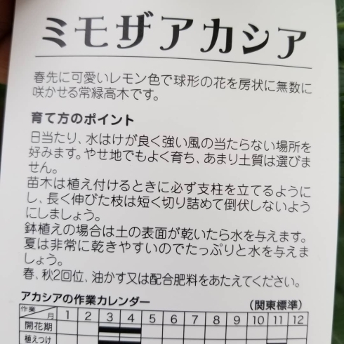 「ミモザアカシア入荷しました‼️」