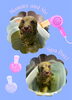 「Dog salon mofu mofu　余市町」