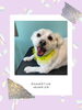 「Dog salon mofu mofu　余市町」