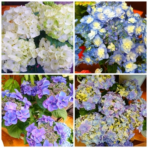 ブルー～白の紫陽花「【はなやHOK皆生店】来週の日曜日は母の日です！」