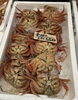 毛ガニ「鮮魚入荷致しました」