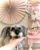 ミントちゃん「Cherry blossom🌸」