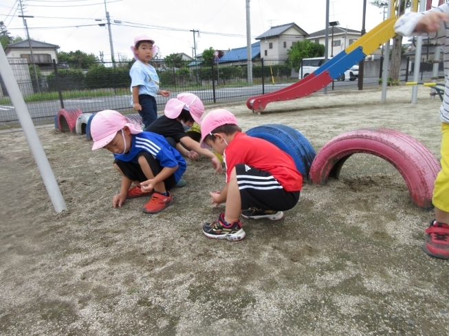 園庭の草抜き「クラスのみんなで大掃除」