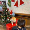 右むいて「FAIRY・DOGさんへ行ってきました♪」