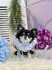 いずるくん「わんこと雨☔️」