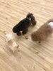ベル鳴らし得意組　まるで椅子取りゲーム　笑「ましゅまろ幼稚園」
