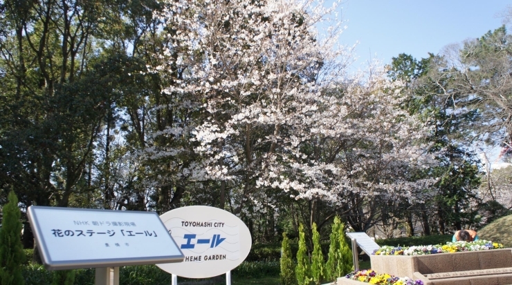 「豊橋公園の桜満開(^^)/」