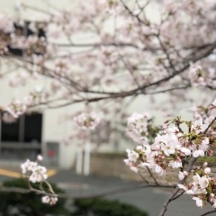 #3 桜の記憶