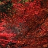 「【編集部ニュース】神無月(かんなづき)の京都･城下町伏見から『伏見の紅葉名勝地』を紹介します‼　＠京ちゃんの伏見ヒストリー日記」