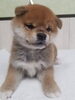 「柴犬とチワワの女の子が仲間入りしました！」