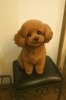 「アランくん🐶💗」