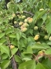 鈴なりに実った、自然の恵み「水無月」