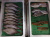 干物「📣本日のお魚情報🐟」