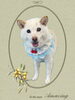 「Dog salon mofu mofu　余市町」