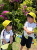 トトロの葉っぱも一緒！！「お茶摘み🌱」