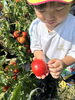 「トマト収穫🍅」