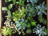 多肉植物などのグリーンもお父さんにおススメ。「父の日」