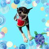「Dog salon mofu mofu　余市町」