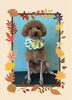 「Dog salon mofu mofu　余市町」