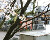 御香水　ⓒナルサン「御香宮神社【 やっぱり京都、そして伏見】～ vol.3 ～  Of course We’re going to Kyoto and Fushimi. ～」